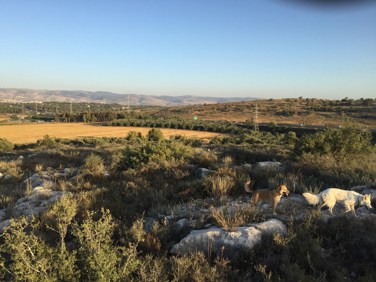 Peace Tent Villa Kfar Rut Kültér fotó